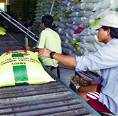 Xuất khẩu gạo: Doanh nghiệp xé rào quy chế