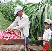 Đài Loan cấm nhập khẩu thanh long Việt Nam