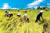 WTO “đe dọa” ngành chăn nuôi