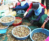 Xuất khẩu tôm giảm mạnh