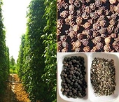 Xuất khẩu hạt tiêu vẫn tăng mạnh