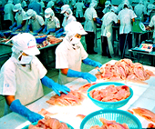 Xuất khẩu thủy sản: Mới đi được một phần tư chặng đường