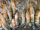 Mỹ áp thêm tiêu chuẩn mới về nhập khẩu tôm