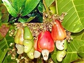 Ngành điều phải nhập khẩu 1/3 nguyên liệu