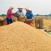 Hoạt động xuất khẩu gạo sẽ quy định là ngành nghề kinh doanh có điều kiện