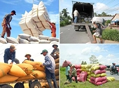 Xuất khẩu gạo phải dựa trên sản xuất thực tế