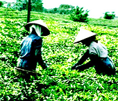 Giá chè xuất khẩu của Việt Nam được dự báo tăng