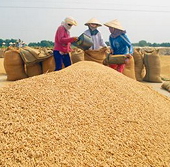 Tái diễn chuyện bán phá giá gạo