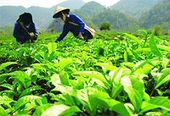 Ngành chè Việt Nam: Cần một chiến lược quốc tế cho thương hiệu