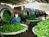 Triển vọng thị trường xuất khẩu chè năm 2009