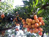 Vải tươi xuất sang Trung Quốc được cấp C/O