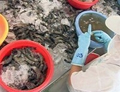 VASEP: doanh nghiệp thành viên không bơm hóa chất vào tôm