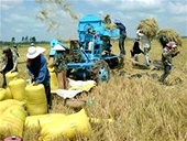 Xuất khẩu gạo 6 tháng đạt 3,6 triệu tấn
