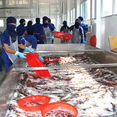 EU đứng đầu thị trường nhập khẩu thủy sản Việt Nam