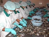 ASEAN sẽ lập cơ quan chứng nhận tôm xuất khẩu
