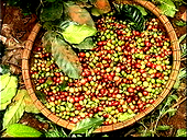 Hạn chế xuất khẩu cà phê