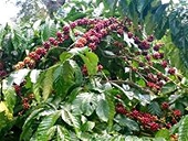 Vẫn chưa tìm được lối ra cho hạt cà phê