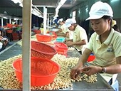 Xuất khẩu nhân điều vào Mỹ tăng mạnh