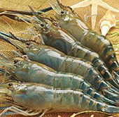 Xuất khẩu tôm sụt giảm