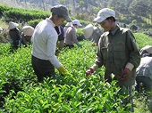Xuất khẩu chè Việt Nam: Cơ hội trong khó khăn