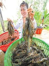 Kiện hay không kiện Mỹ ra WTO?