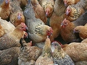 WTO điều tra việc Mỹ cấm nhập gia cầm Trung Quốc