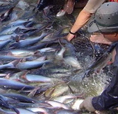 Xây dựng tiêu chuẩn nuôi cá tra, basa toàn cầu