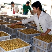 Nông sản thiếu chiến lược cạnh tranh