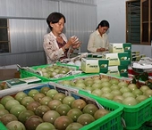 Để nông sản Việt Nam không bị rớt giá