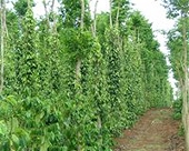 Khuyến cáo hạn chế xuất tiêu thô giá thấp