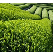 Nguồn cầu của thị trường chè Việt Nam vẫn còn nhiều 
