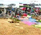 Tháng 11 sẽ diễn ra Festival lúa gạo đầu tiên tại Việt Nam
