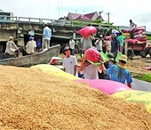Tháng 11 sẽ diễn ra Festival lúa gạo đầu tiên tại Việt Nam