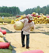 Gạo Việt Nam mất thị trường Nhật Bản