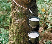 Ba nước sản xuất cao su hàng đầu thế giới dỡ bỏ hạn chế xuất khẩu