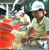 Xây dựng thương hiệu cho Điều: Giải pháp nào tốt nhất?