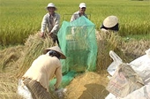 Xuất khẩu gạo: Bức xúc “quyền lực” dấu treo 