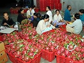 Xuất khẩu thanh long trên đà thuận lợi  