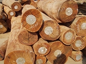 Nhập khẩu gỗ nguyên liệu từ Thái Lan tăng 