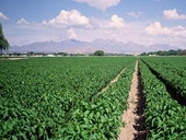 Chile sẽ mở văn phòng trao đổi nông nghiệp tại Việt Nam