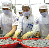 Mỹ có thể dỡ bỏ thuế với tôm Việt Nam