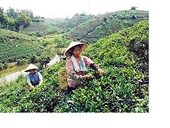 Kim ngạch xuất khẩu hàng hóa Việt Nam sang Ấn Độ giảm nhẹ 