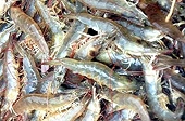 Tháng 2/2010, Mỹ sẽ “xem xét hoàng hôn” thuế chống bán phá giá tôm nhập khẩu
