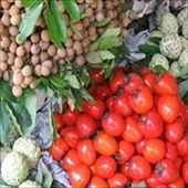 Xuất khẩu rau quả: Cung không đủ cầu