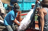 Xuất khẩu thủy sản vào EU: Ngơ ngác với quy định mới