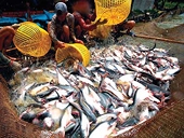 Năm 2009 xuất khẩu cá tra và basa sang Nga ước đạt hơn 70 triệu USD
