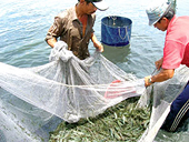 Xuất khẩu tôm Việt Nam : Dấu ấn năm 2009 và triển vọng 2010 
