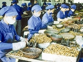 Nên hay không nên xuất khẩu công nghệ chế biến hạt điều?