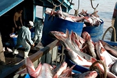 Cựu Giám đốc điều hành Sterling Seafood bị kết tội dán sai nhãn cá tra Việt Nam