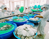 USDA sẽ thanh tra thủy sản nuôi?